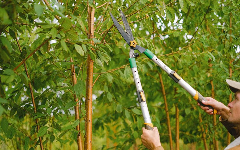Tree trimming in Pawhuska, OK